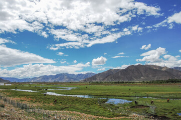 Fototapeta premium Vast grassland under a clear blue sky with scattered clouds