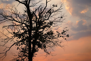 Obraz premium Silhouette of a lone tree against a colorful sunset sky with dramatic clouds, creating a peaceful and moody natural landscape. Ideal for nature backgrounds, seasonal themes.