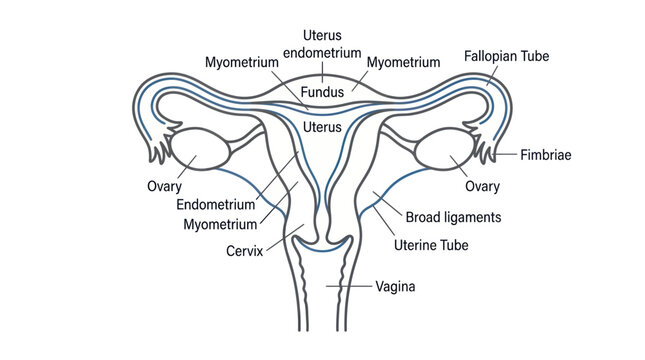 Anatomical Diagram of the Female Reproductive System