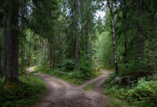 Fork in a dense coniferous forest path with two diverging dirt trails leading into trees dirt road woodland outdoors wilderness direction diverging coniferous environment landscape adventure