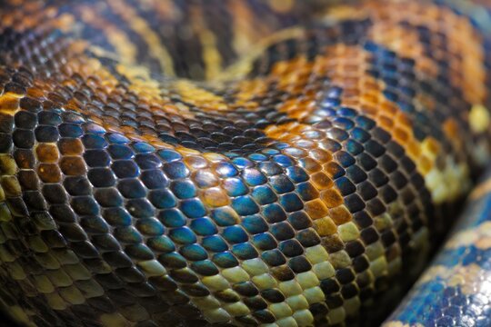 Iridescent snake scales shimmering with vibrant blue and gold colors in close-up macro view, showcasing exotic wildlife texture and natural pattern