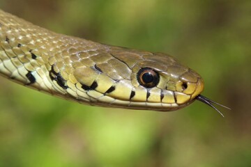Fototapeta premium Grass snake head flicking forked tongue in wild nature habitat, alert reptile close-up showing detailed scales and eye with soft green bokeh background