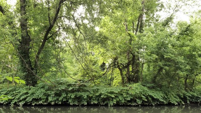 Wooded thickets by the river in a summer park in New Jersey.