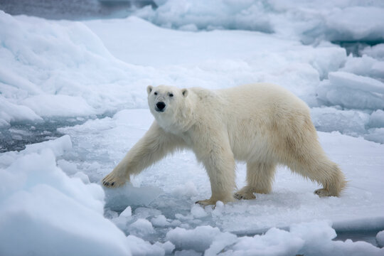Polar bear on sea ice near Svalbard in the Artic