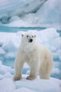 Polar bear on sea ice near Svalbard in the Artic