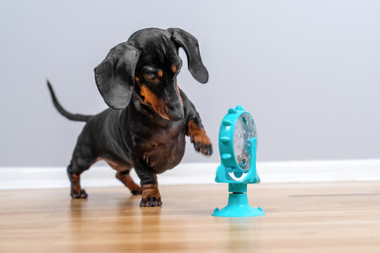 Black and brown dachshund dog looking curiously at a small teal electric fan indoors, funny pet curiosity moment.