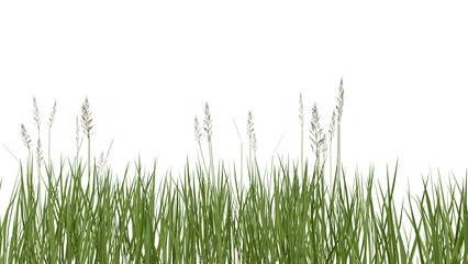 Obraz premium Tall Grass Blades on Black Background