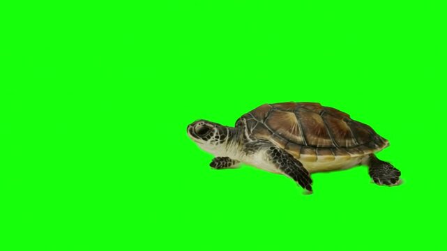 Sea turtle swimming on green screen background