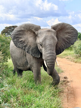 African Eliphant