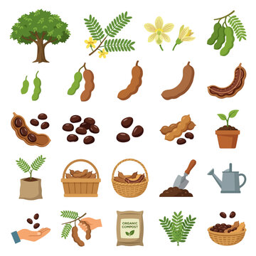 tamarindus indica or tamarind botanical  vector collection