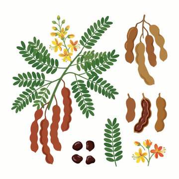 tamarindus indica or tamarind botanical  vector collection