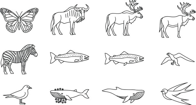 Migratory Animals Coloring Page Line Art Set with Butterfly Wildebeest Elk Zebra Salmon Osprey Whale and Swallow Outline Icons Collection