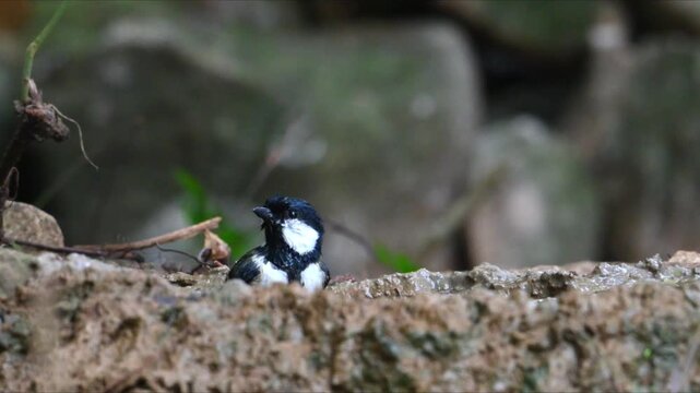 Close up of a small wild tit bird energetically bathing and splashing in a muddy puddle with flying water droplets.