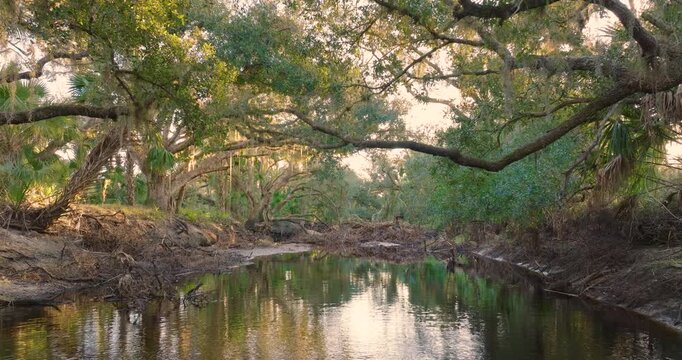 Beautiful tropical nature. Jungle rainforest with river between green palm trees and wild vegetation in southern Florida. Dense rainforest ecosystem