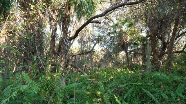 Sunlight streaming through lush palm trees in subtropical Florida rainforest. Dense wild vegetation thrives in vibrant jungle ecosystem