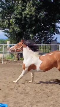  Paint Horse Running in Sandy Arena on Sunny Day