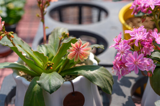 Apricot and Pink Lewisia Flowers Blooming in Sunlit Garden Pots