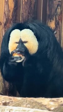 White-Faced Saki Monkey Eating Food with Hands


