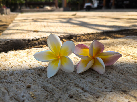 two frangipani flowers on a rock
