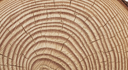\Wood grain cross section. Wood texture of cut tree. Closeup of tree trunk rings. © shazam