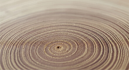 \Wood grain cross section. Wood texture of cut tree. Closeup of tree trunk rings. © shazam