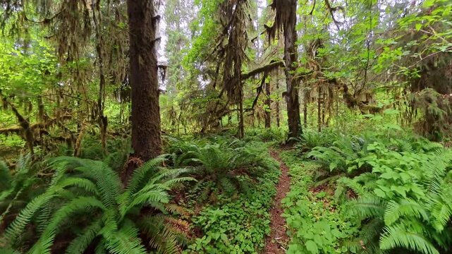 Hiking through Quiet Trail in the Bogachiel Rainforest in Olympic National Park