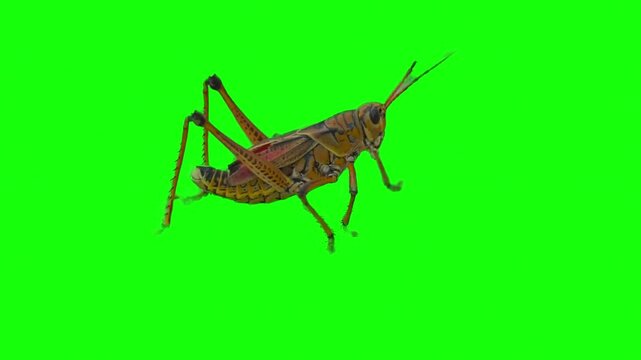 Grasshopper walking on green screen background