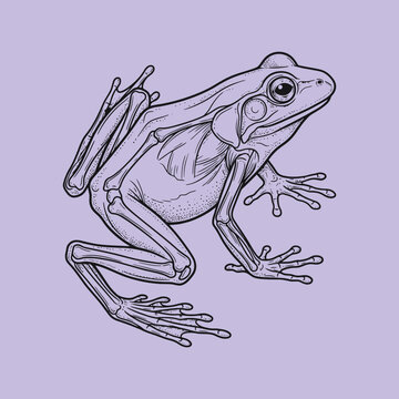 Detailed black ink frog sketch on purple background