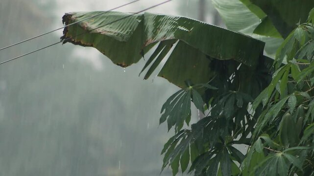 Dramatic heavy rain splashing across wide tropical leaf canopy, water streams flowing over lush green vegetation in rural Indonesian countryside