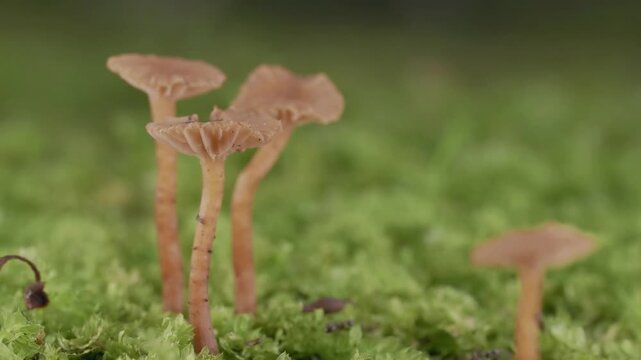 Tokyo, Japan - June 23, 2026: Closeup of Laccaria laccata var. pallidifolia on moss
