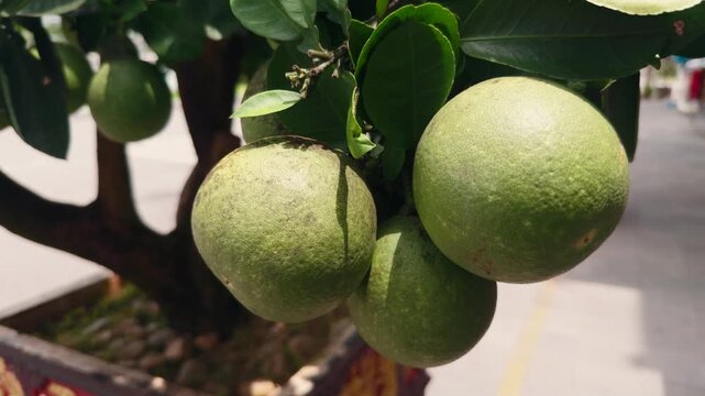 Pomelos ripening on a small fruit tree in a decorative pot, lush green leaves creating a vibrant natural scene, growing citrus outdoors with organic agriculture