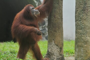 an orangutan is seen standing beside a pole looking up © Pitokung