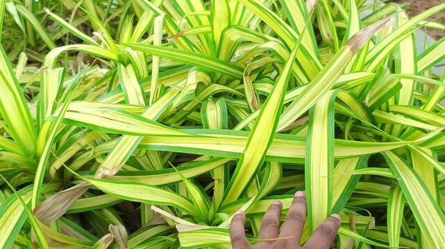 Close up of a hand touching vibrant yellow and green variegated leaves of a Pandanus plant in a sunny garden