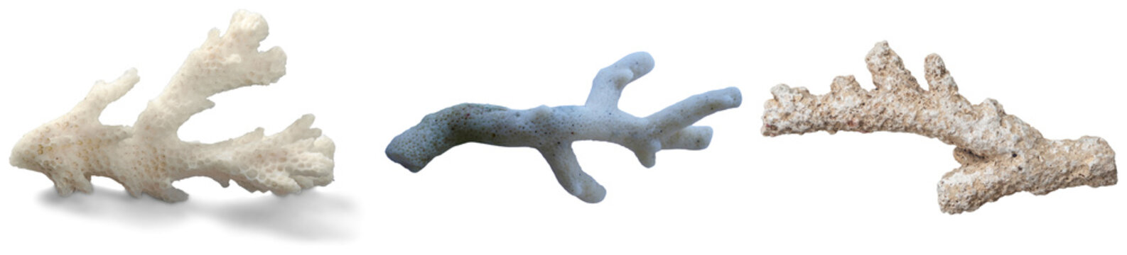 Three different types of coral branches isolated on a white background