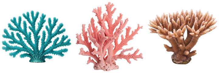 Three different types of coral isolated on a white background © N