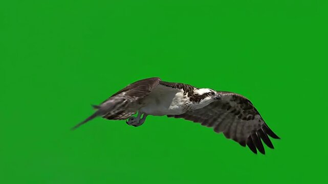 Diving Pied Kingfisher with Green Background