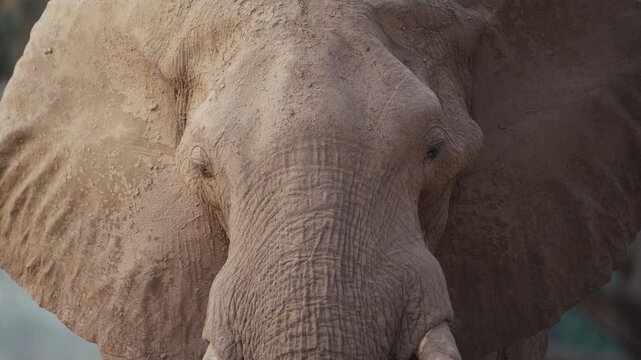 Closeup of African elephant eating from a tree branch in Mana Pools National Park