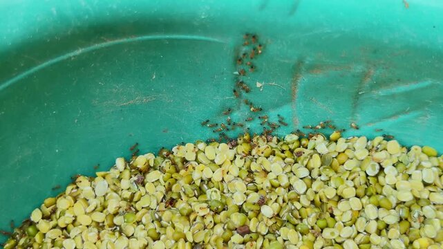 Close up view of red ants transporting moong dal grains inside a storage container highlighting insect behavior food contamination and household pest infestation in stored pulses.