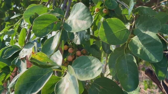 Close up shot of Cordia dichotoma foliage featuring clusters of small ripening fruits among broad green leaves Sunlight highlights the natural texture and healthy growth of the tree