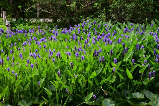 Pickerelweed (Pontederia cordata) flowers. It is an aquatic plant that produces numerous blue-purple flowers in spike from early summer through autumn.