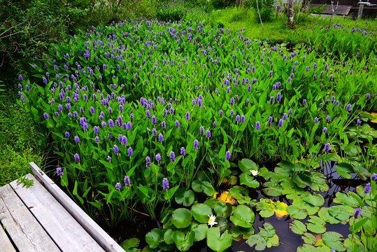 Pickerelweed (Pontederia cordata) flowers. It is an aquatic plant that produces numerous blue-purple flowers in spike from early summer through autumn.