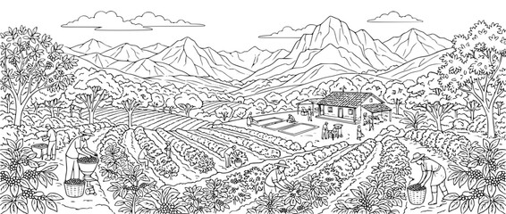 Fototapeta premium Black and white line art of coffee plantation with farmers harvesting beans