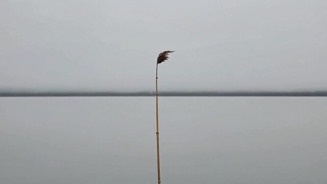 Gazing at a solitary dry reed standing still against a completely calm frozen river surface during a silent overcast winter day, reflecting pure minimalist peace and quiet melancholy in bleak nature