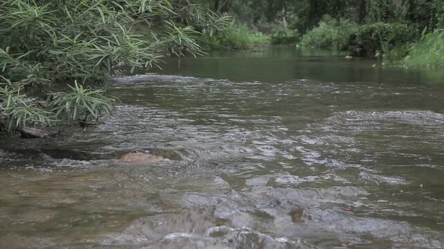 Close up of clear water flowing rapidly in a natural river stream through a lush green tropical forest. Refreshing nature landscape.