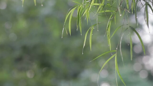Close up of fresh green bamboo leaves with sparkling raindrops after rain, moving gently against a beautiful blurry bokeh background.