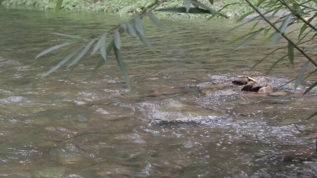 Clear water flowing gently over rocks in a shallow river stream, framed by green bamboo leaves in the foreground. Peaceful nature scenery.