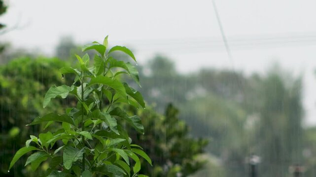 Extreme heavy rain pouring on tropical leaves, dramatic water droplets and streams splashing over lush green foliage during monsoon rainfall