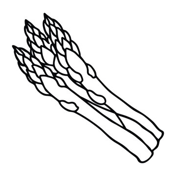 Premium quality asparagus outline botanical vector design with hand drawn natural vegetable details for food branding and labels