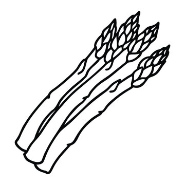 Organic asparagus vegetable black outline vector illustration isolated on transparent background for nutrition and agriculture projects