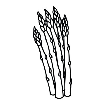 Fresh green asparagus outline style vector artwork with detailed line drawing for vegetarian food concept and healthy lifestyle design